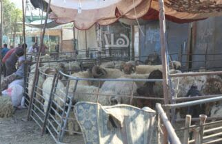 Photo of المفرق: تصدير 585 ألف رأس ماشية إلى الخليج العام الماضي