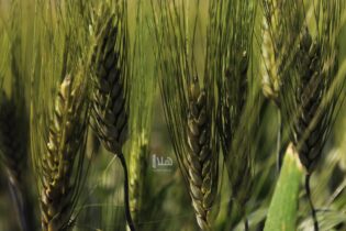 Photo of الحنيفات: الحكومة بصدد رفع مخزون القمح ليكفي 15 شهراً