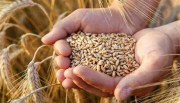 Photo of الصين: علماء يكتشفون جينا جديدا لتحسين محصول القمح