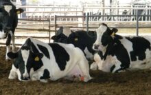 Photo of “الزراعة”: الحمى القلاعية لا تسبب نفوق الأبقار