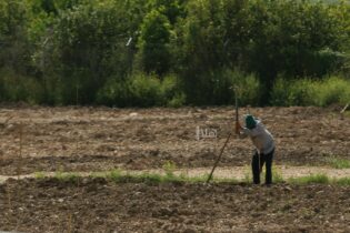 Photo of العين الزعبي يدعو لزراعة الشعير في الأردن