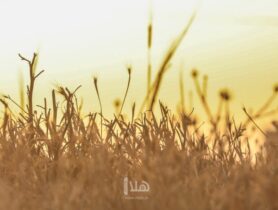 Photo of الحكومة توافق على شراء محصولي القمح والشعير من المزارعين