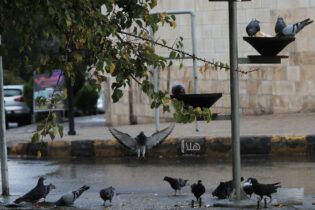Photo of مدير محمية ضانا: الأردن ثاني أهم مسار للطيور المهاجرة في العالم