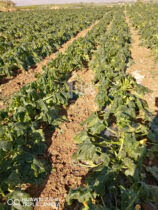 Photo of الصقيع يضرب محاصيل زراعية بعض مناطق المملكة