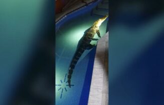 Photo of عائلة تكتشف تمساحاً بطول 11 قدماً في حوض سباحة منزلها