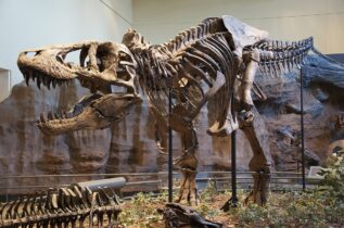 Photo of هيكل لديناصور عمره 76 مليون عام للبيع في نيويورك