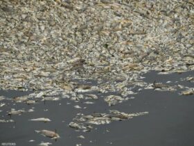 Photo of بولندا: عينات نهر أودر تستبعد المواد السامة في نفوق الأسماك