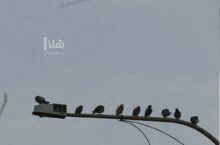 Photo of “حماية الطبيعة”: عزل 750 عمود كهرباء لحماية الطيور المهاجرة