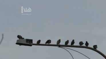 Photo of عزل 750 عمود كهرباء لحماية الطيور المهاجرة