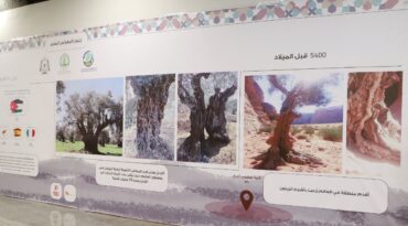 Photo of شجرة هضيب الريح معجزة أزلية صمدت برعاية ربانية