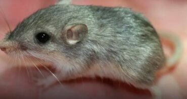 Photo of أكبر فأر سنا في العالم يستعد لدخول “غينيس”.. كم يبلغ عمره؟