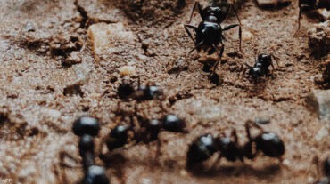 Photo of “يشم السرطان”.. علماء يكتشفون قدرات هائلة للنمل