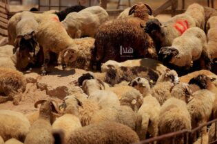 Photo of بلدية إربد الكبرى: إضافة بند “مخلفات الأضاحي” في منصة الشكاوى